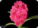 Vanda Uriwan Belle